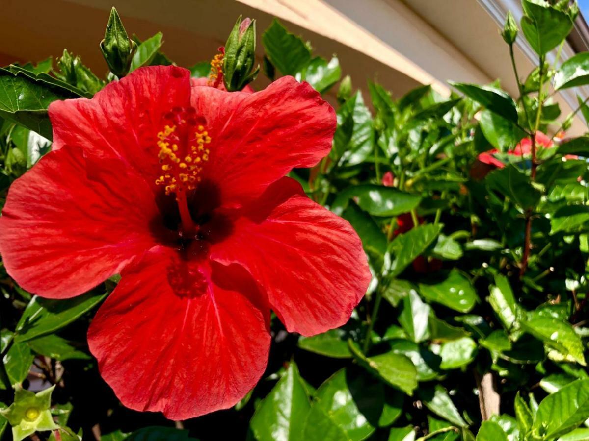 Casa Dolce Hibiscus Apartment ออลเบีย ภายนอก รูปภาพ